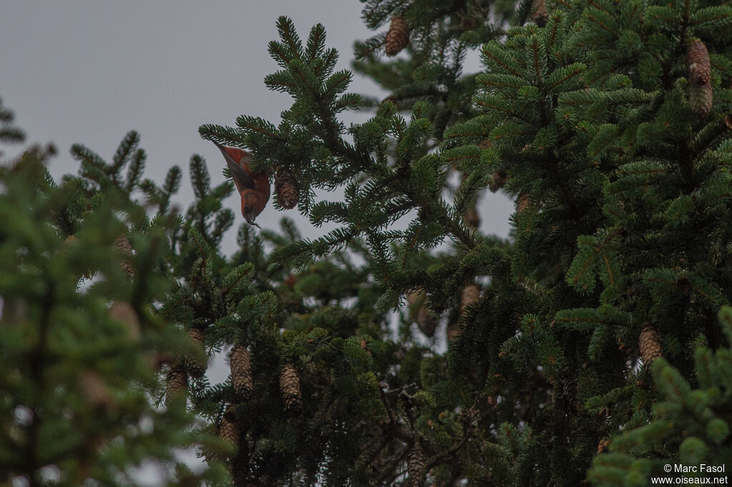 Red Crossbill male adult post breeding, feeding habits, eats