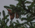 Bec-croisé des sapins