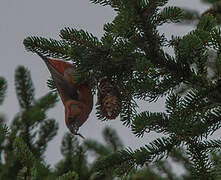 Bec-croisé des sapins