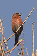 Red Crossbill