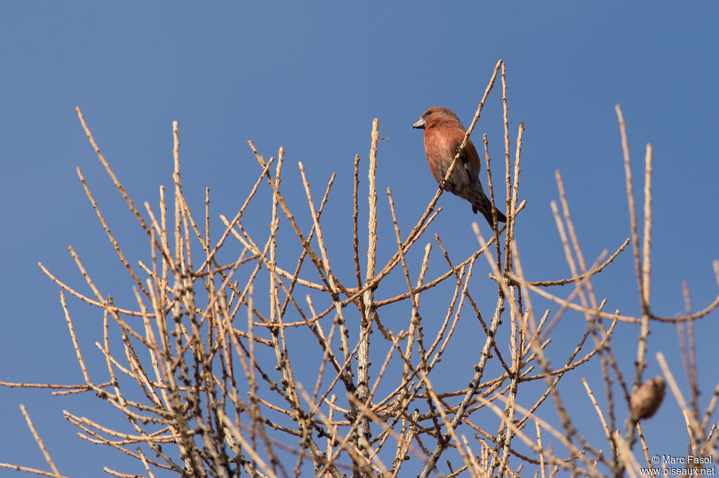 Red Crossbill male adult, identification