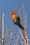 Red Crossbill