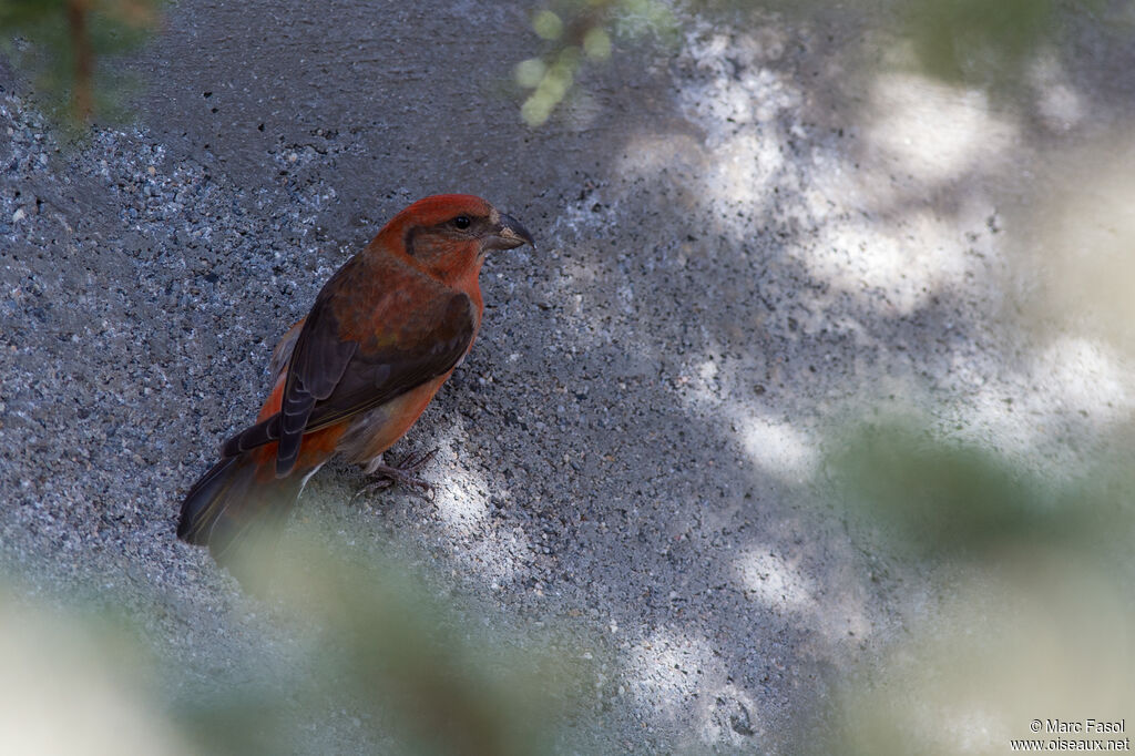 Red Crossbill male adult, identification, eats