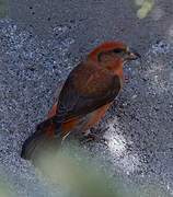 Red Crossbill