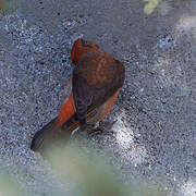 Red Crossbill