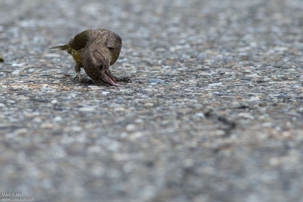 Red Crossbill female immature, feeding habits