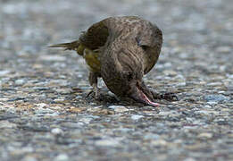 Red Crossbill