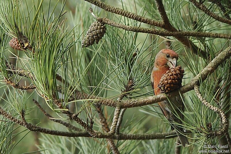 Parrot Crossbill male adult post breeding, feeding habits, Behaviour