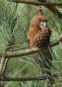 Parrot Crossbill