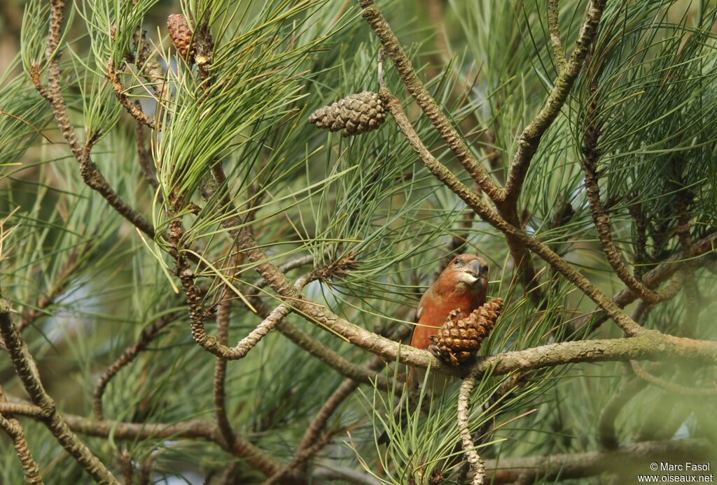 Parrot Crossbill male adult post breeding, feeding habits, Behaviour