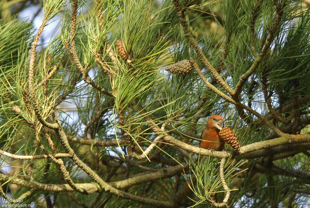 Bec-croisé perroquet mâle adulte, habitat, régime, mange, Comportement