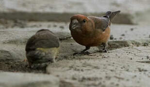 Parrot Crossbill