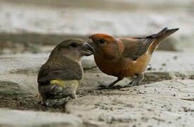 Parrot Crossbill