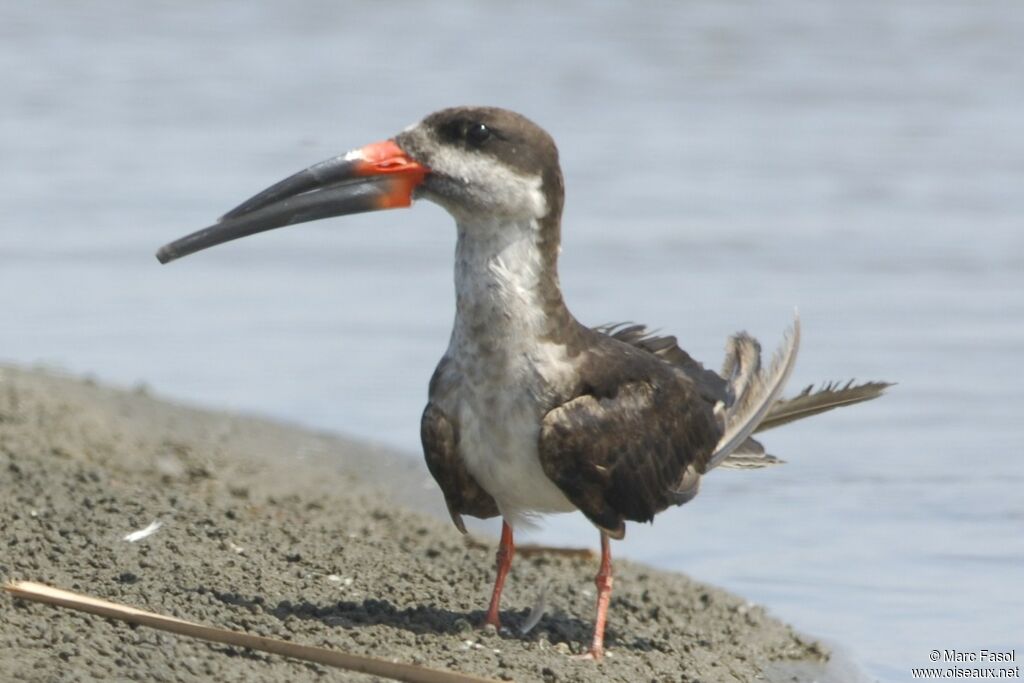 Black Skimmeradult post breeding, identification