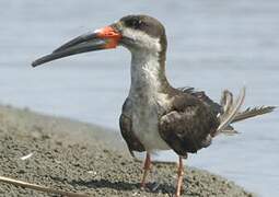 Black Skimmer