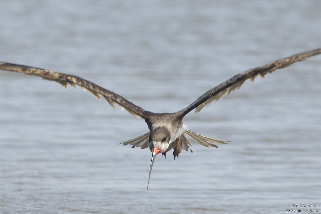 Black Skimmer, Flight