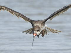 Black Skimmer