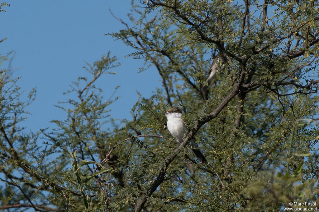 Bécarde à nuque blanche1ère année, identification