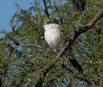 White-naped Xenopsaris