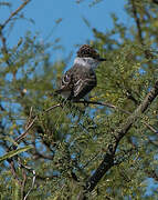 White-naped Xenopsaris