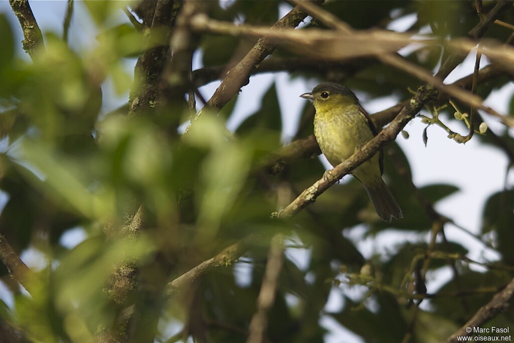 Bécarde barrée femelle, identification