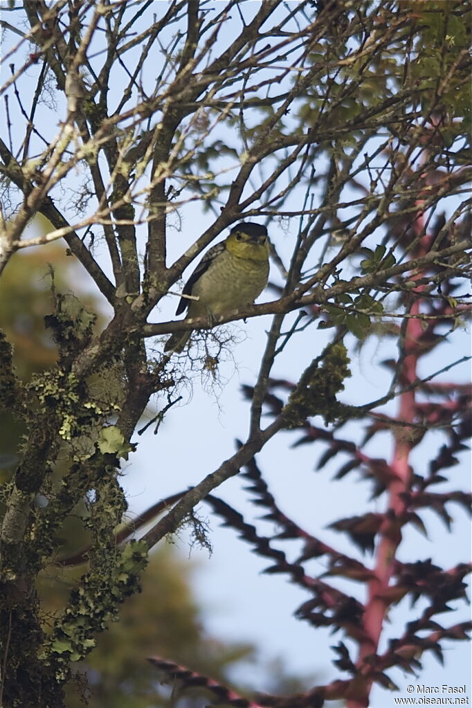 Barred Becard male adult, identification