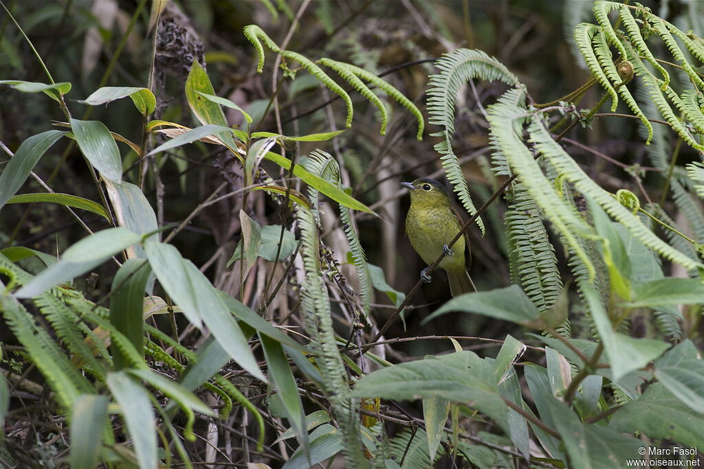 Bécarde barrée femelle adulte, identification