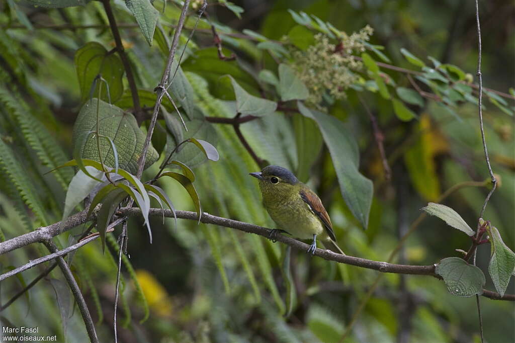 Barred Becard male adult, identification