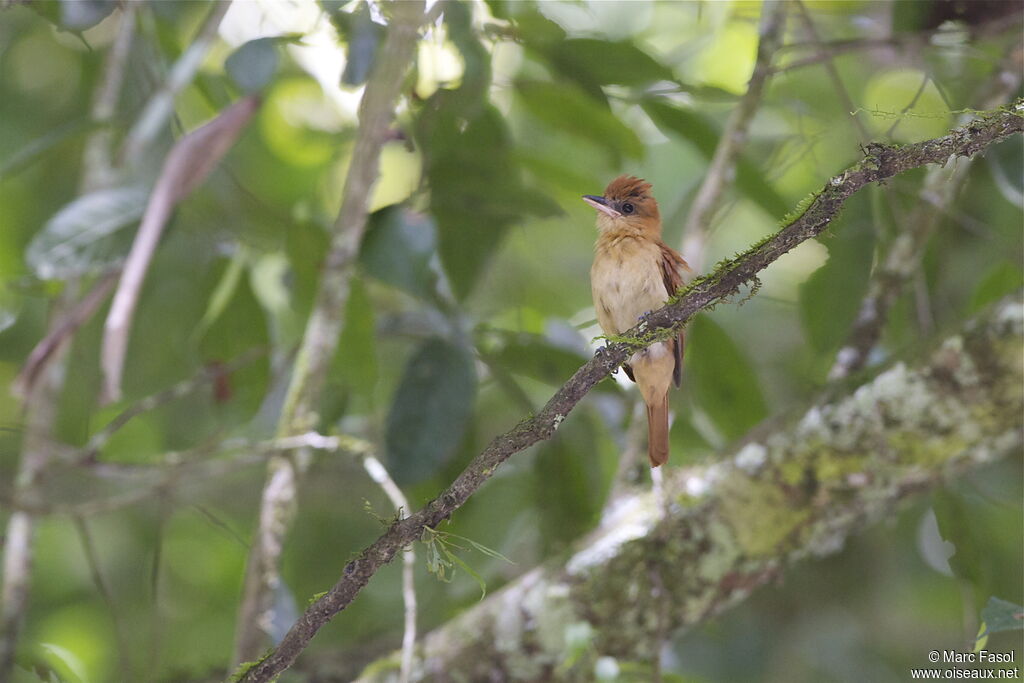 Bécarde cannelle, identification