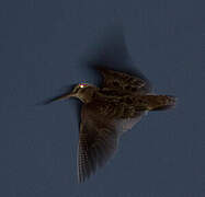 Eurasian Woodcock