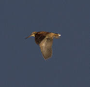 Eurasian Woodcock