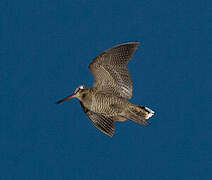 Eurasian Woodcock