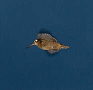 Eurasian Woodcock