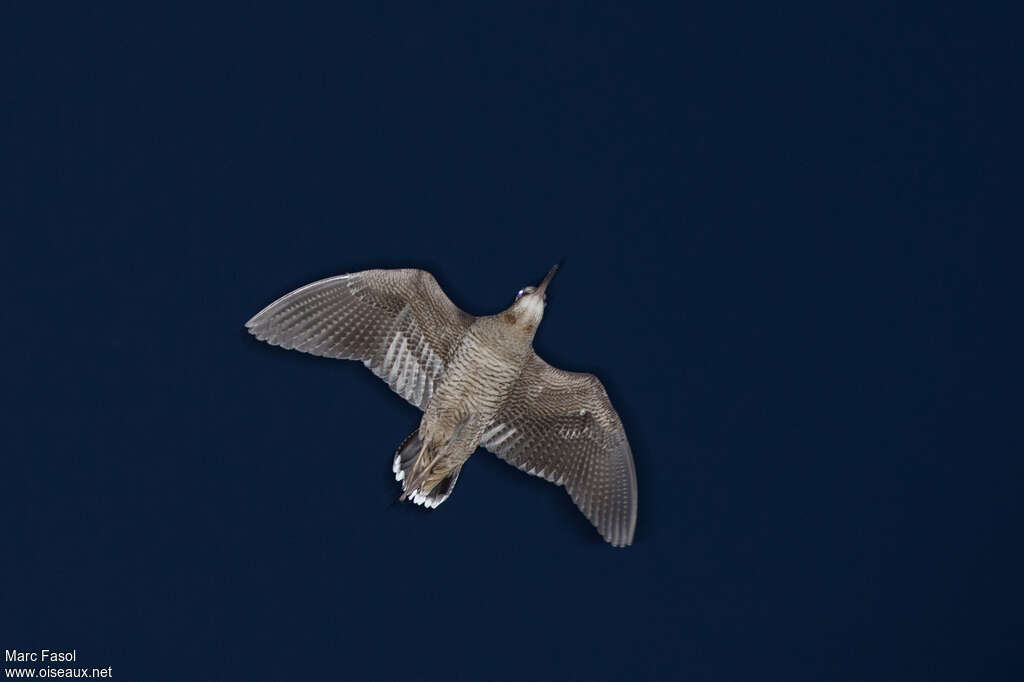 Eurasian Woodcockadult, Flight, courting display