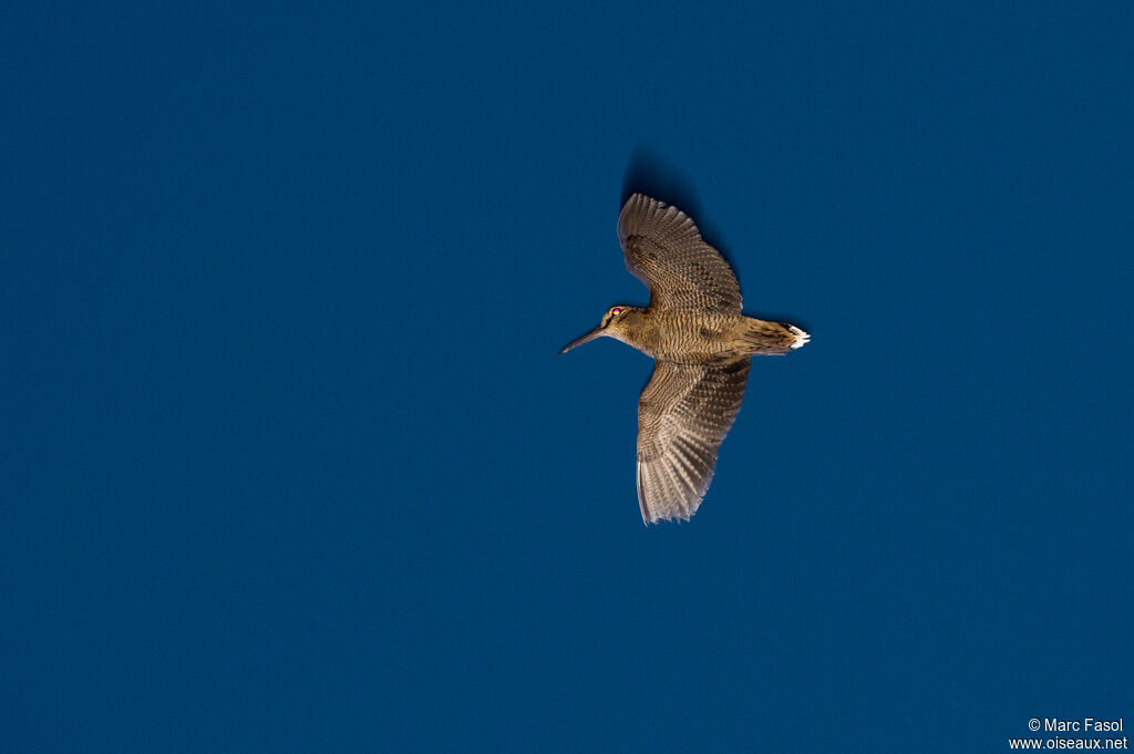 Eurasian Woodcockadult, identification, Flight, courting display