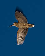 Eurasian Woodcock