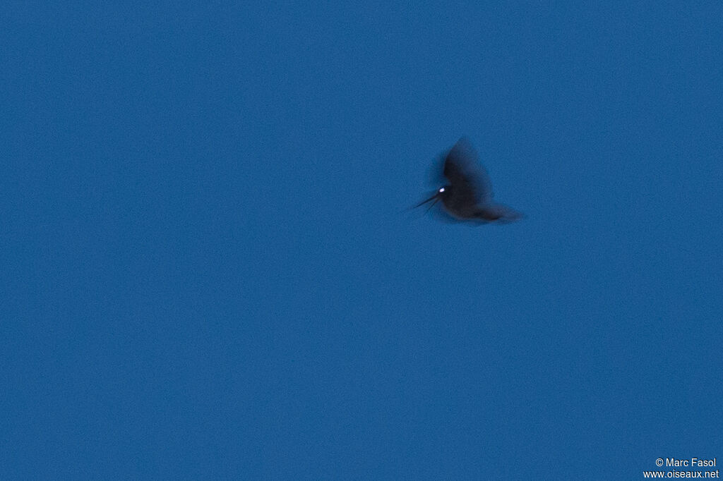 Eurasian Woodcockadult, Flight, courting display