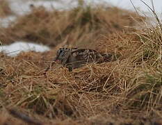 Eurasian Woodcock