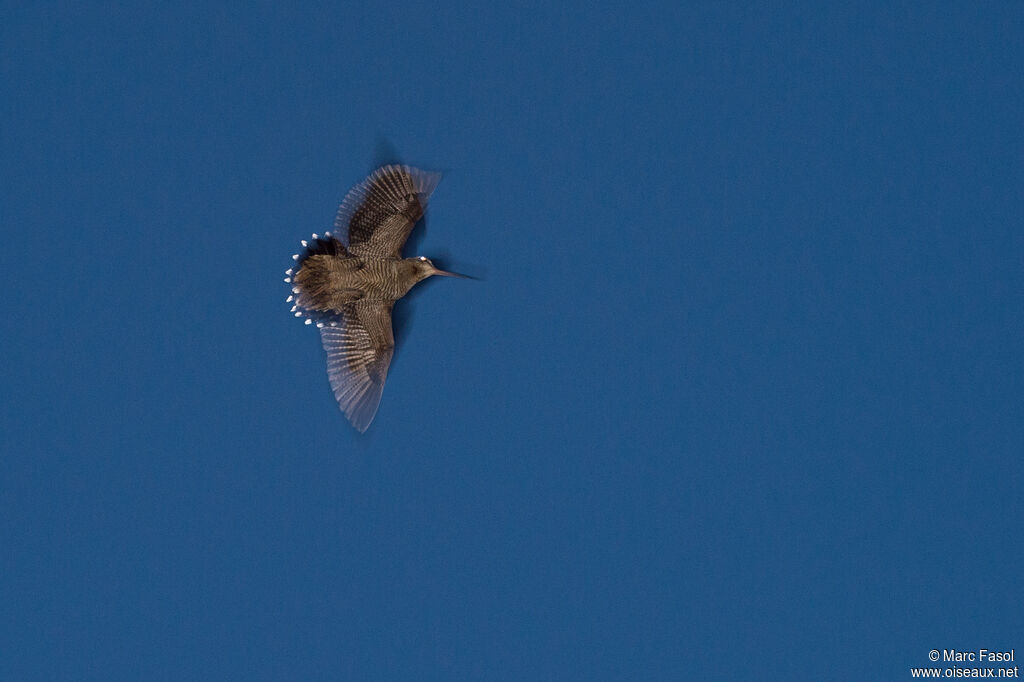 Eurasian Woodcock male, identification, Flight, courting display, song