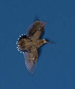 Eurasian Woodcock