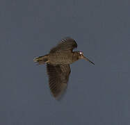 Eurasian Woodcock