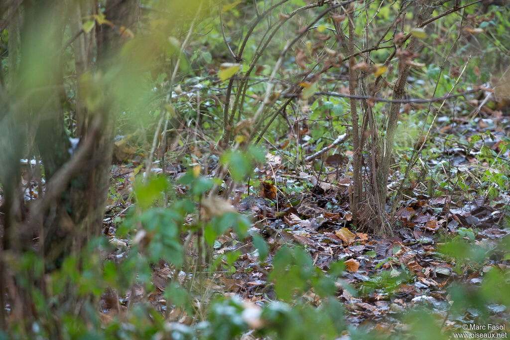 Eurasian Woodcockadult, identification, camouflage