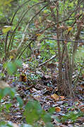 Eurasian Woodcock