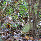 Bécasse des bois