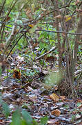 Eurasian Woodcock