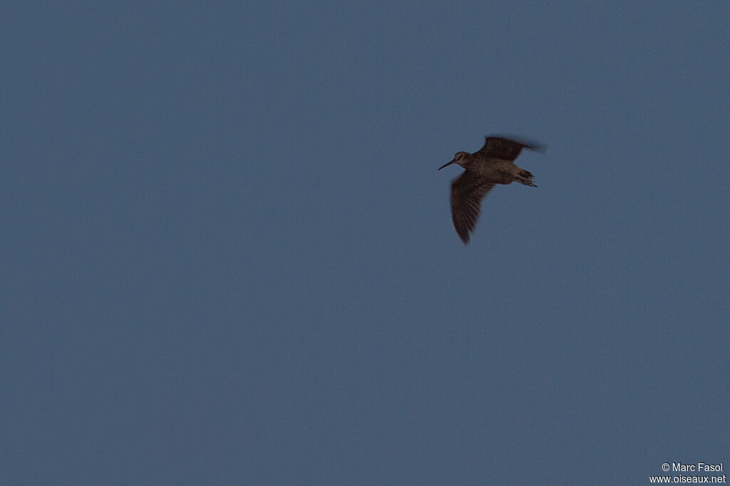 Eurasian Woodcock male adult, Flight, courting display