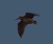 Eurasian Woodcock