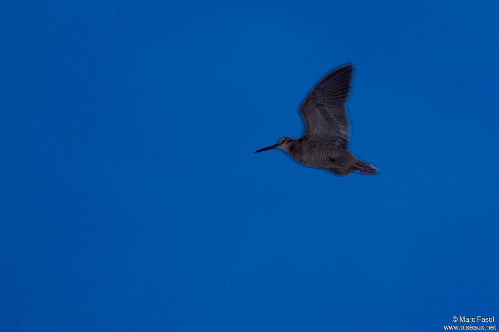 Eurasian Woodcockadult, identification, Flight, courting display