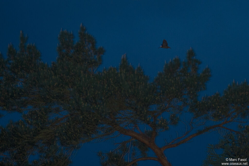 Eurasian Woodcockadult, Flight, courting display, song