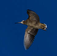 Eurasian Woodcock